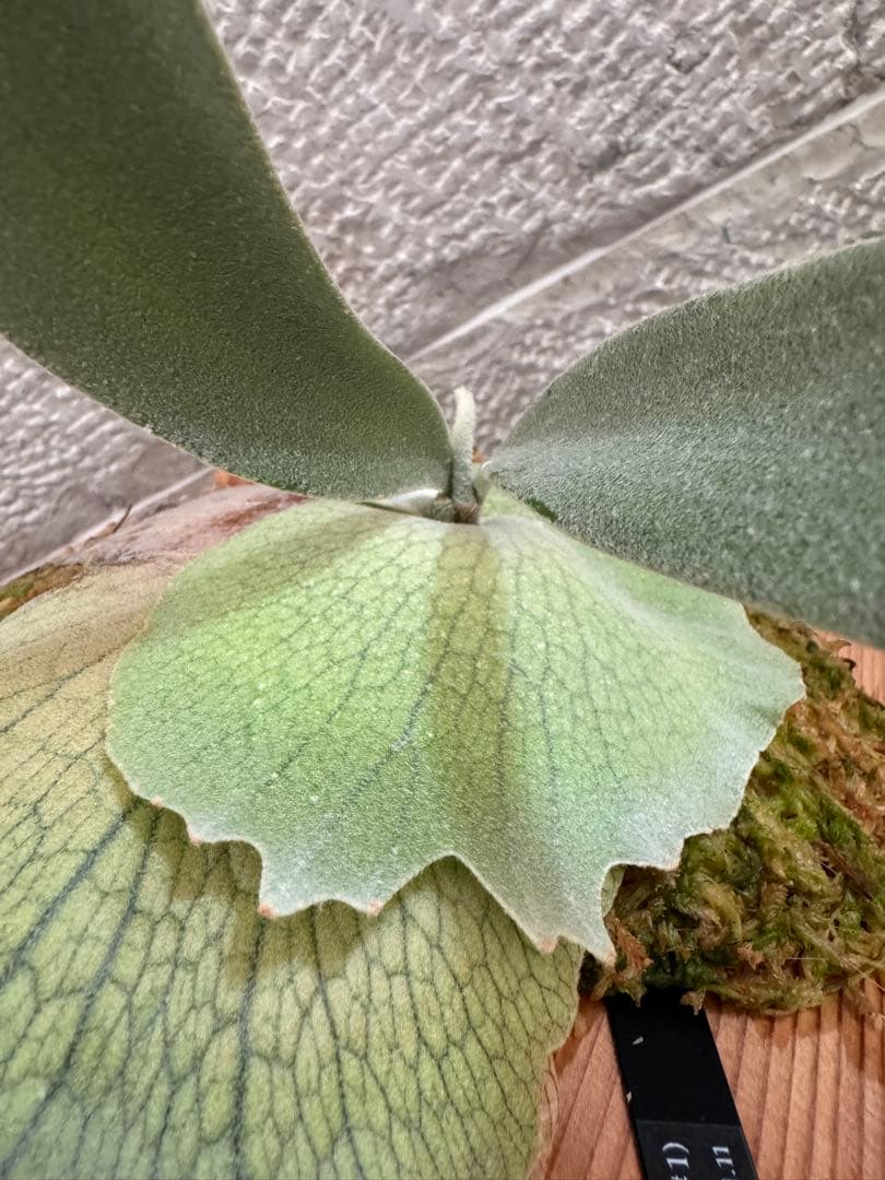 P. veitchii wild (vp#1) 子株 ベイチー ビカクシダ