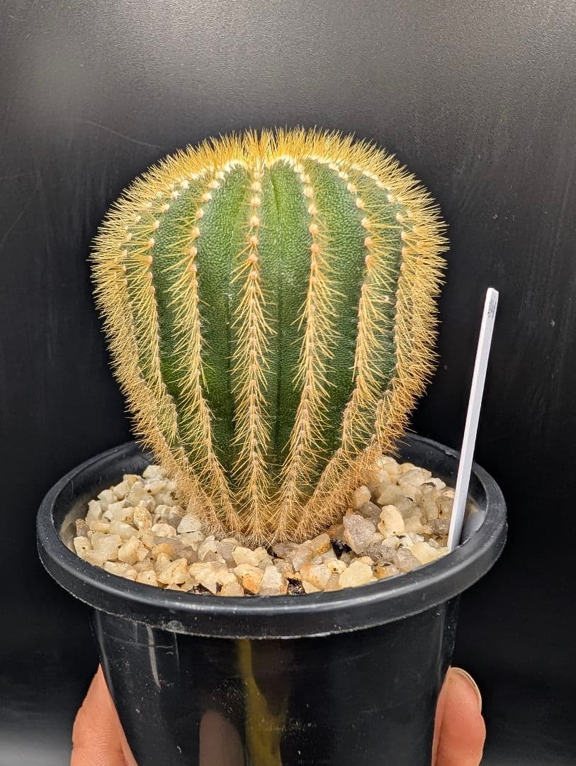 エリオカクトイデス 国内実生 鉢植えメルカリ便送料込み