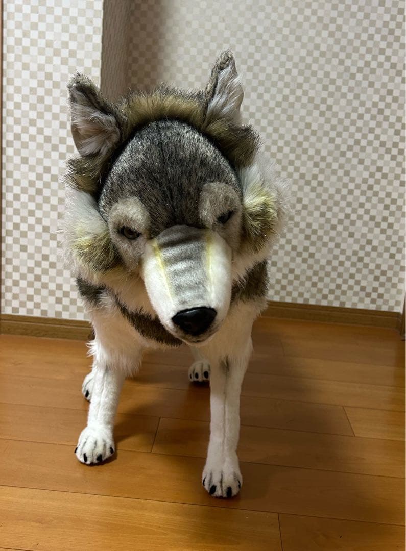 引取り限定 HANSA シンリンオオカミ リアル　ぬいぐるみ