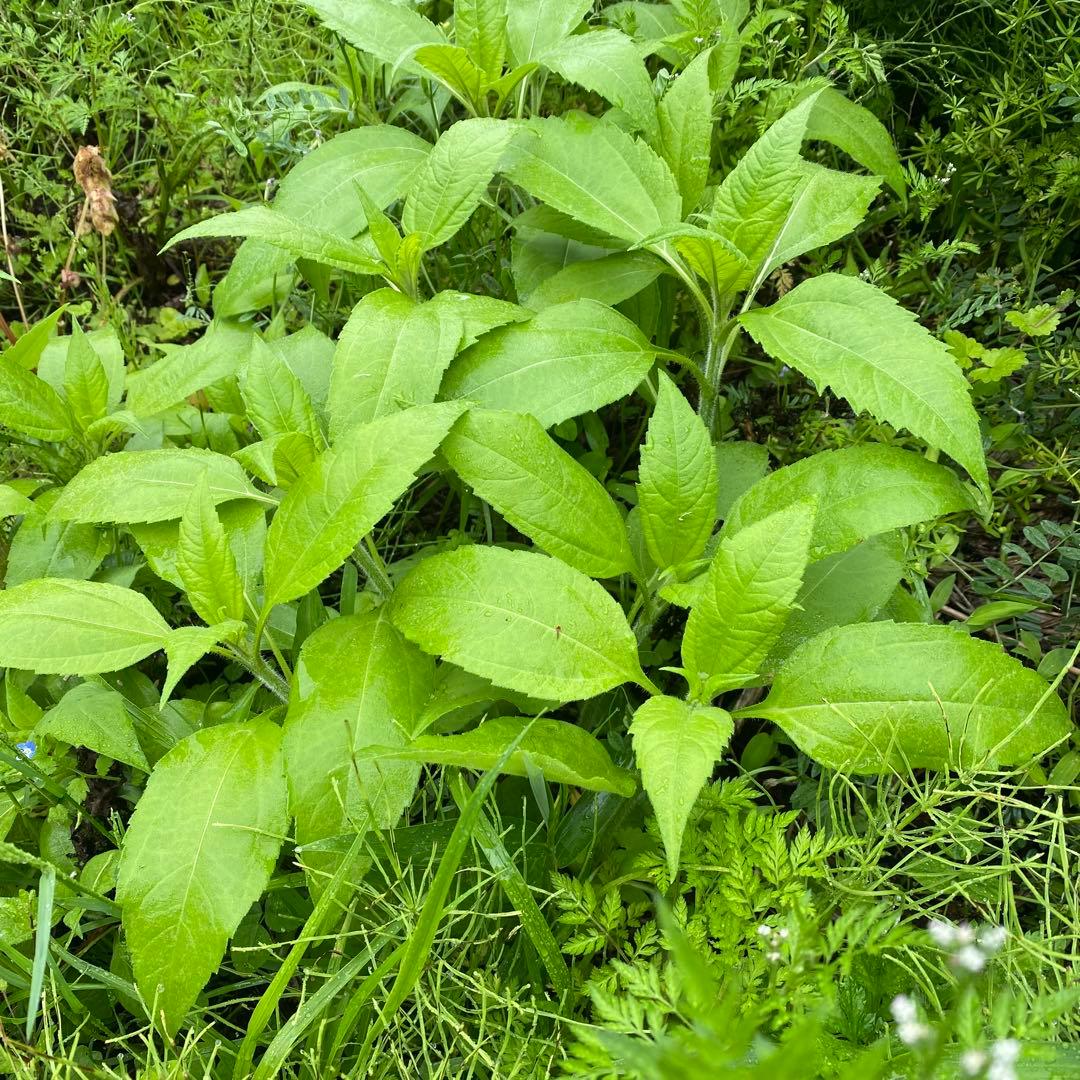 菊芋が生えてくる肥沃な土　みかん箱3箱分パンパンに詰めます　〜25キロ
