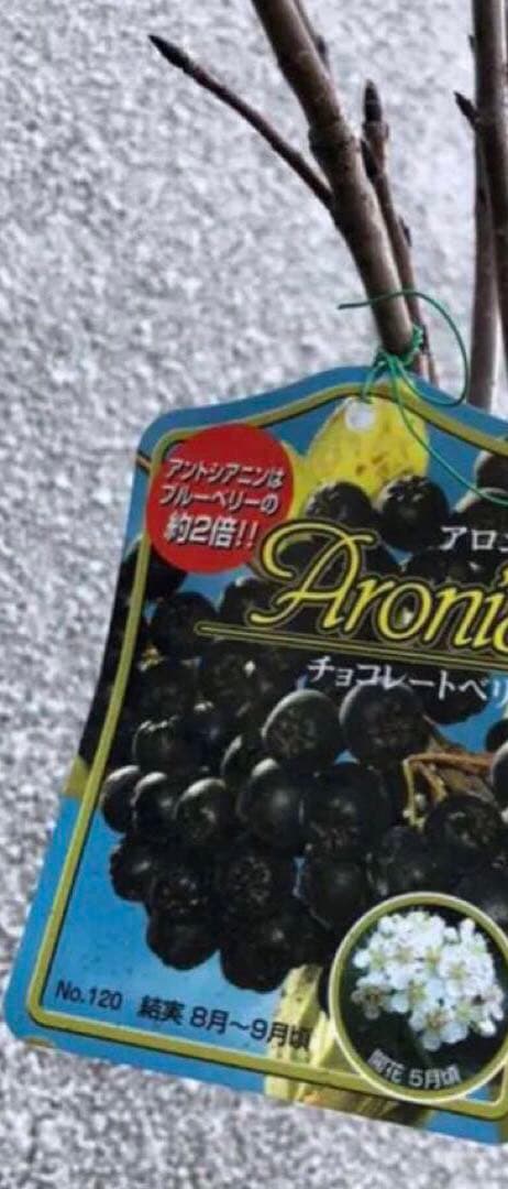 アロニア チョコレートベリー(チョコベリー)果樹苗 アントシアニン成分多い黒い実