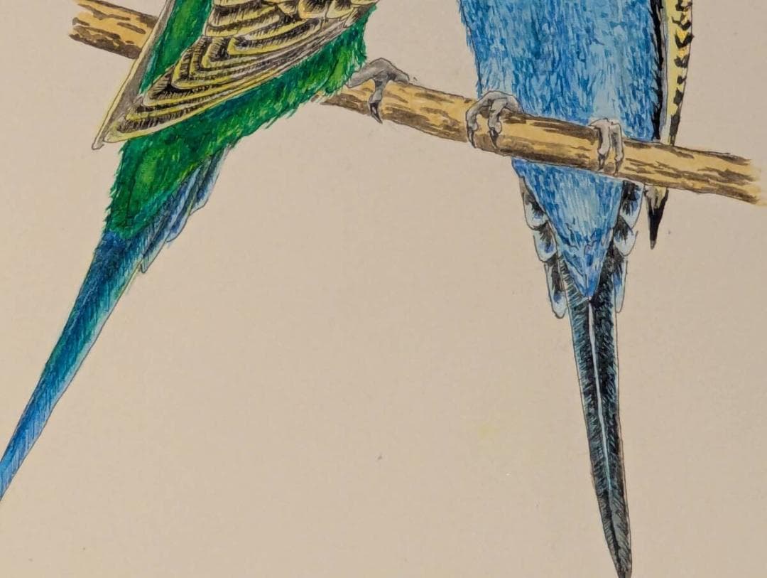 【真作】絵画　水彩　セキセイインコ　ペア　二羽の小鳥　青と緑のインコ　Y185