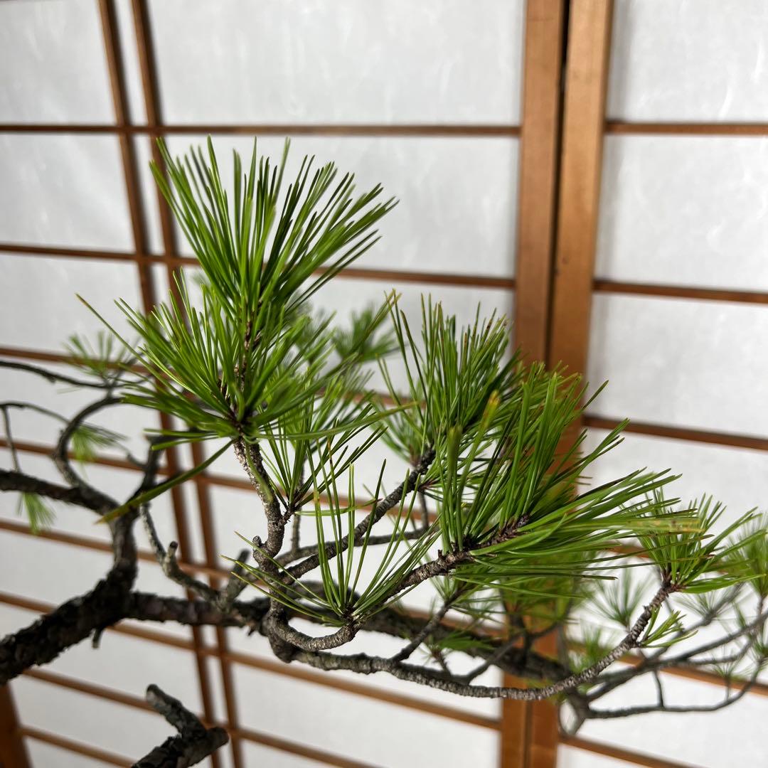 赤松(あかまつ) 盆栽 素材