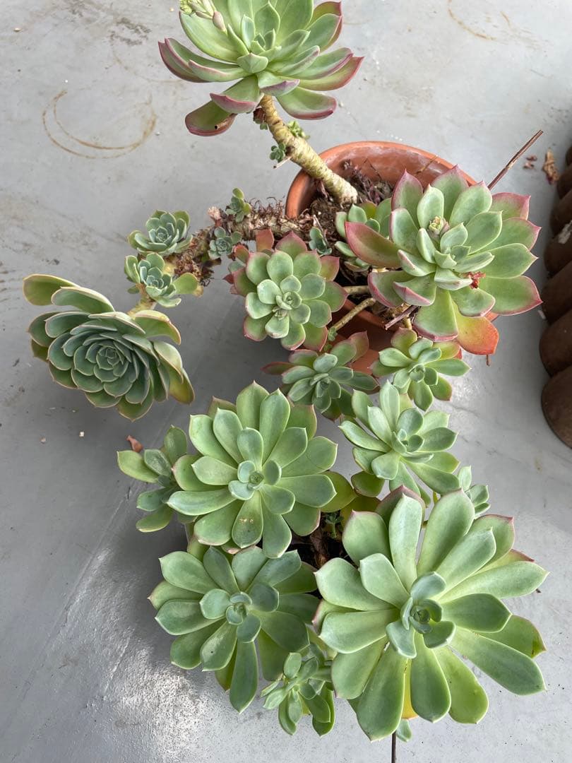 七福神④ 多肉植物