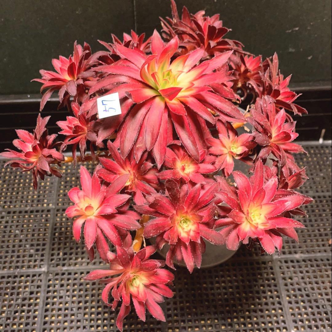 57#多肉植物❤️アエオニウム錦❤️朱雀錦❤️1大頭19小頭28cm拔き苗