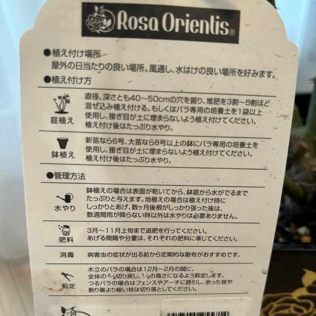 Rosa Orientis ルクソール 大苗　正規品
