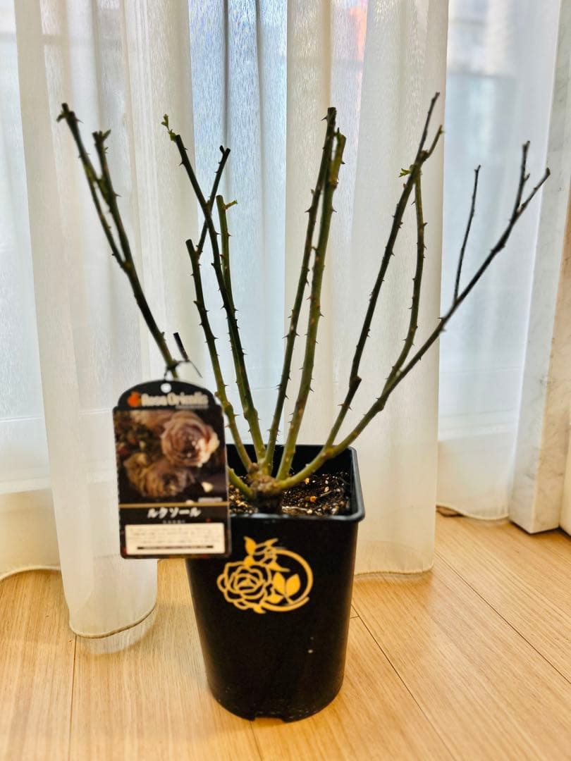 Rosa Orientis ルクソール 大苗　正規品