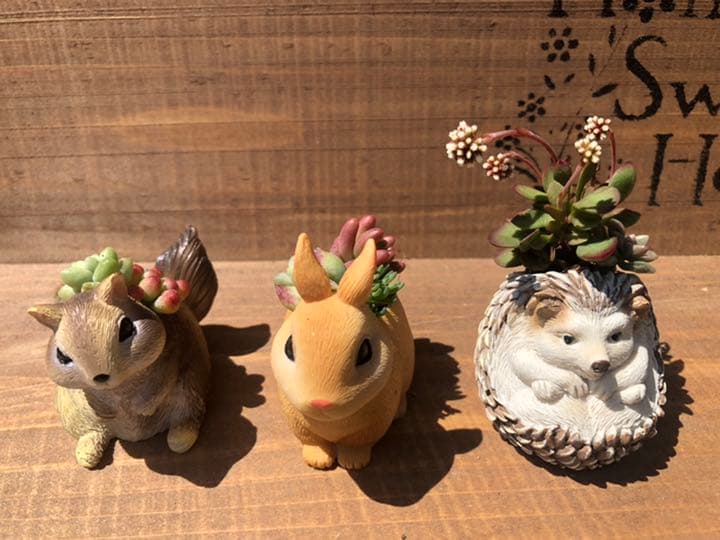 コメント専用です！多肉植物の寄せ植え◡̈⃝︎