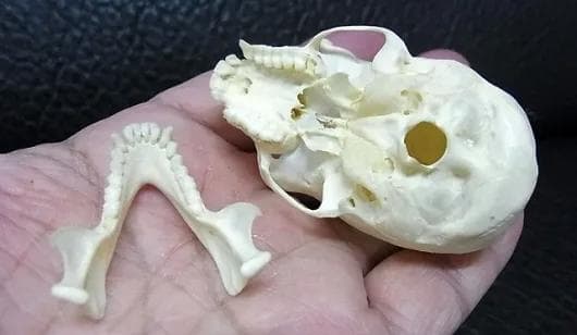 高品質　リスザル（Common Squirrel Monkey）頭骨