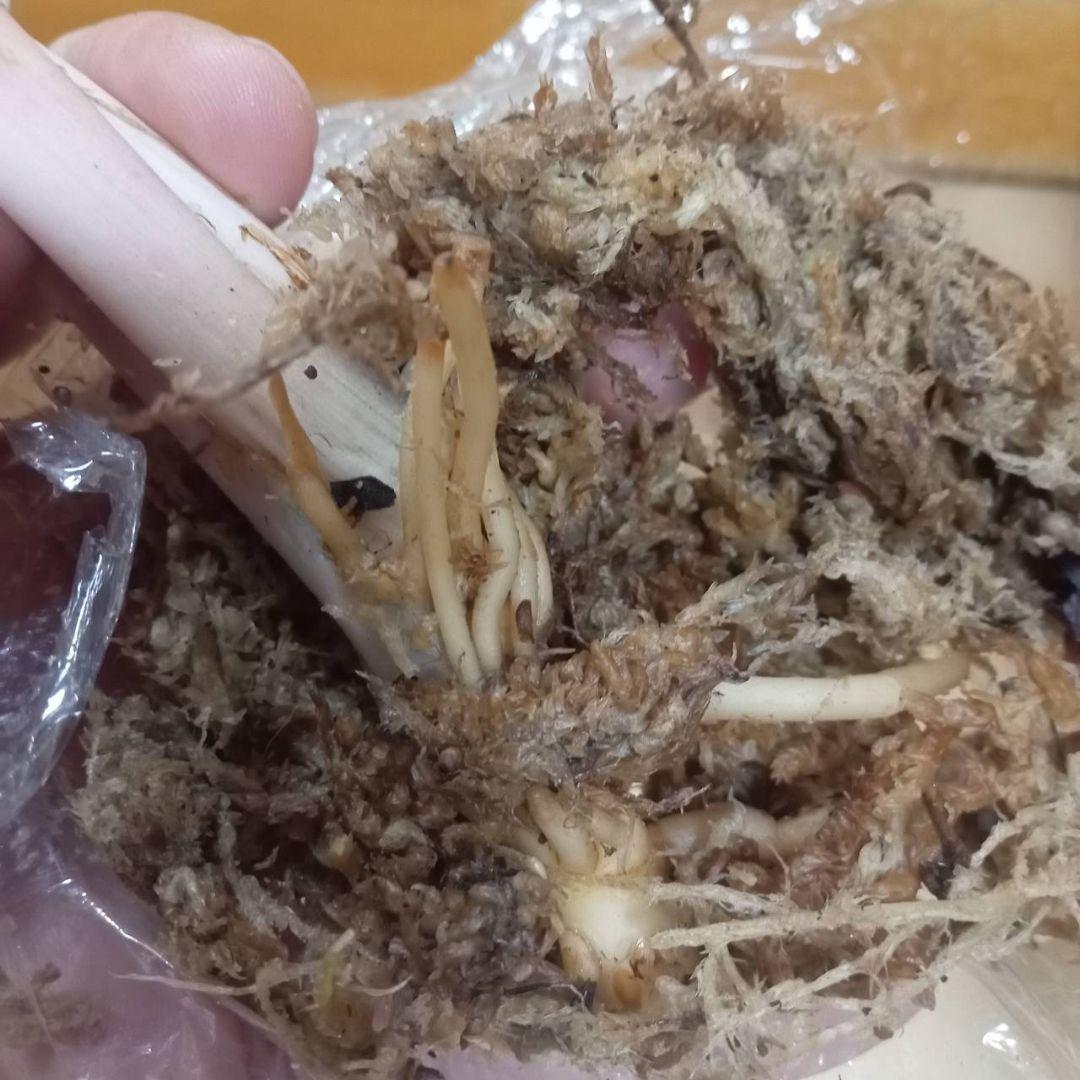 マロン　様　アグラオネマ　ピンク　エメラルド　ローズ　観葉植物