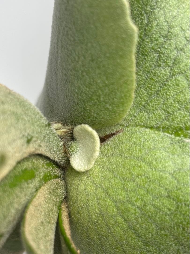 P. Willinckii Omg(spore) 【42】