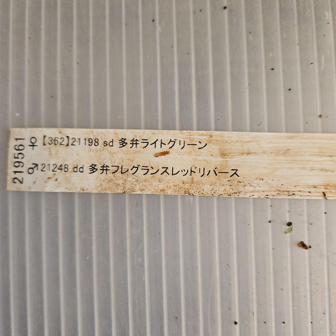 ㉖-380クリスマスローズ