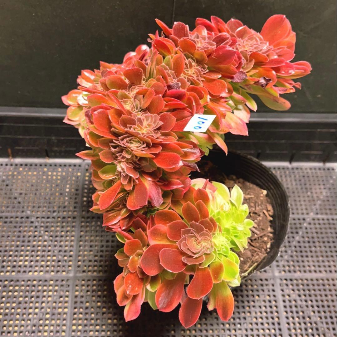 100#多肉植物アエオニウム錦❤️ 女神セッカ ❤️28cm拔き苗