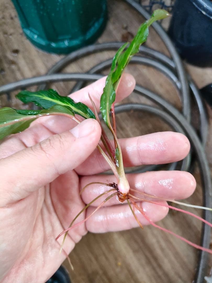 Homalomena sp. West Papua ホマロメナspパプア
