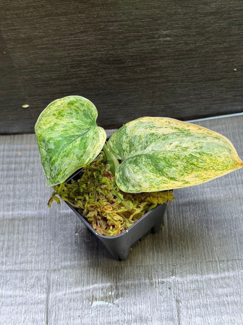 スキンダプサス　テンバガ