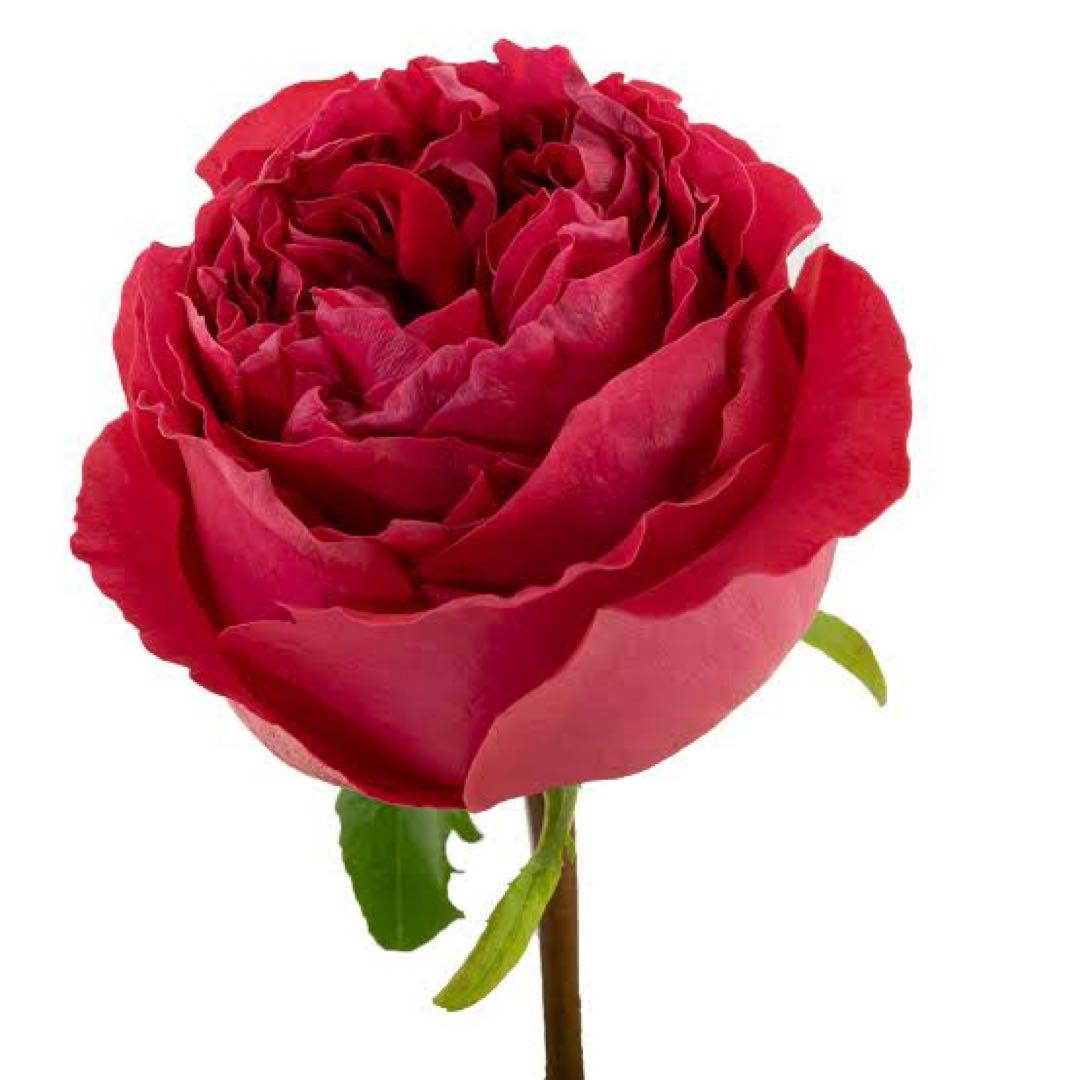 レア薔薇　切り花品　Vic。。。 red