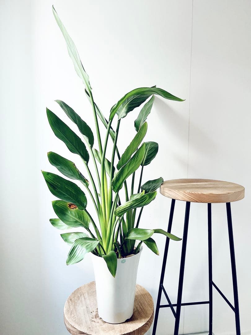 《人気》ストレリチア レギネ 極楽鳥花 観葉植物 calm cafe