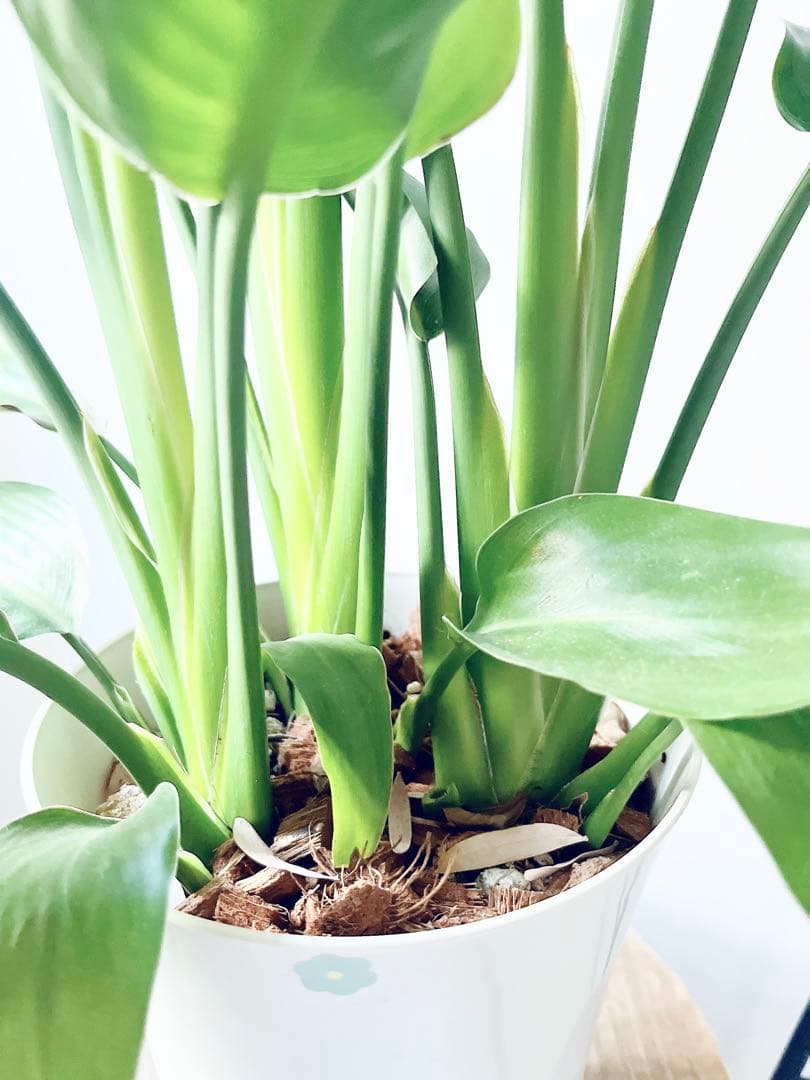 《人気》ストレリチア レギネ 極楽鳥花 観葉植物 calm cafe