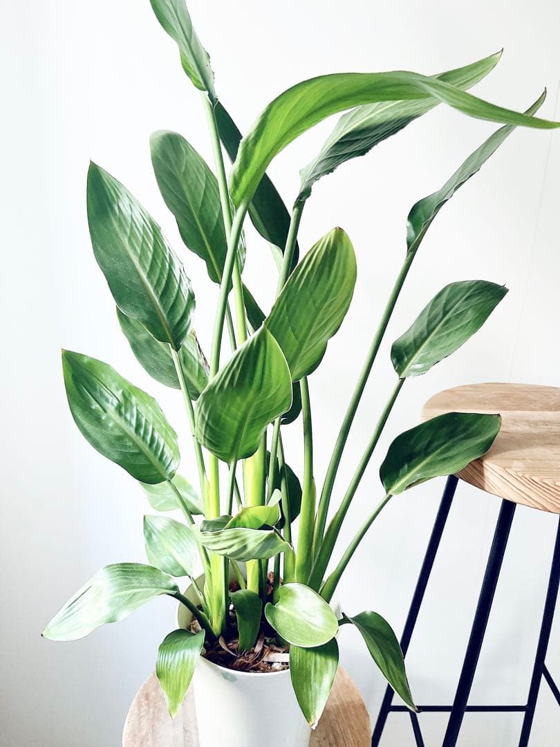 《人気》ストレリチア レギネ 極楽鳥花 観葉植物 calm cafe
