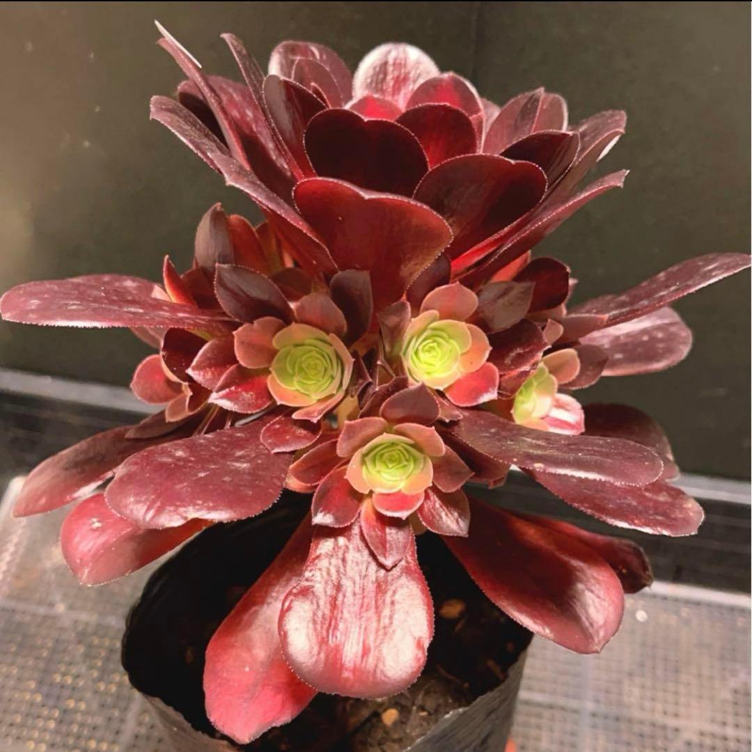27 #多肉植物アエオニウム錦 ❤️キリマンジャロ錦❤️1大頭10小頭18cm拔き苗