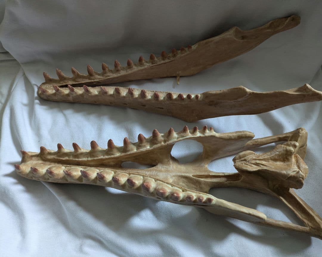 モササウルス　頭蓋骨　化石　レプリカ