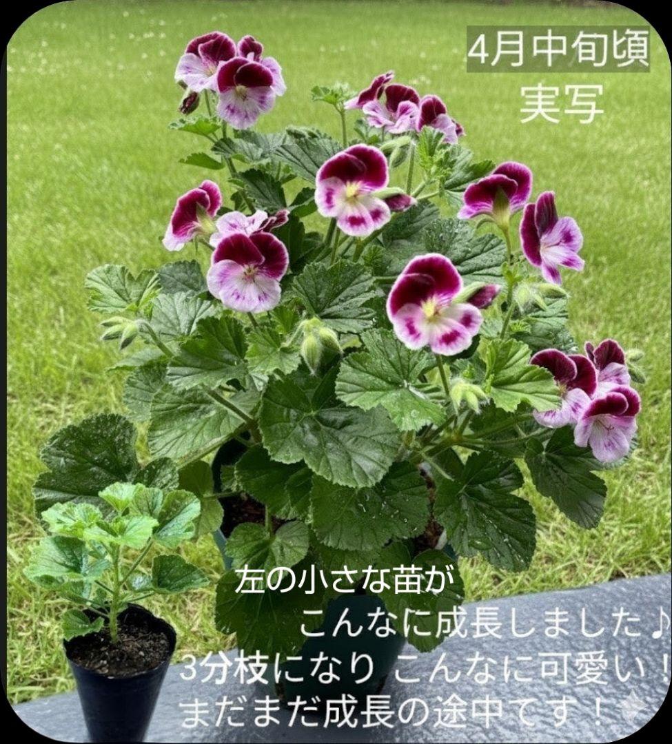 香香様ゼラニウム苗 ペラルゴニウム６苗