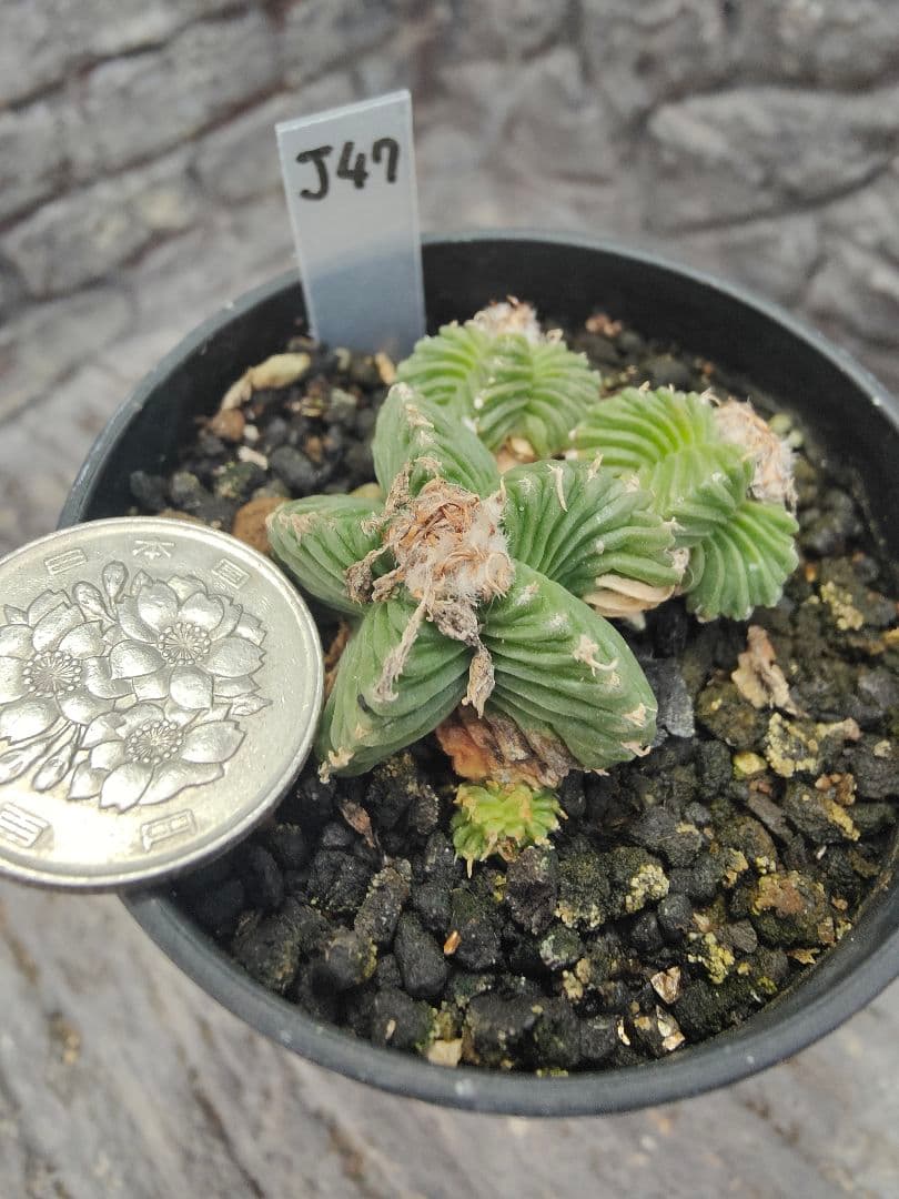 サボテン　花籠　J47　群生