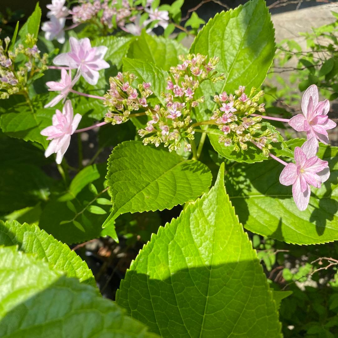 ☆隅田の花火☆紫陽花