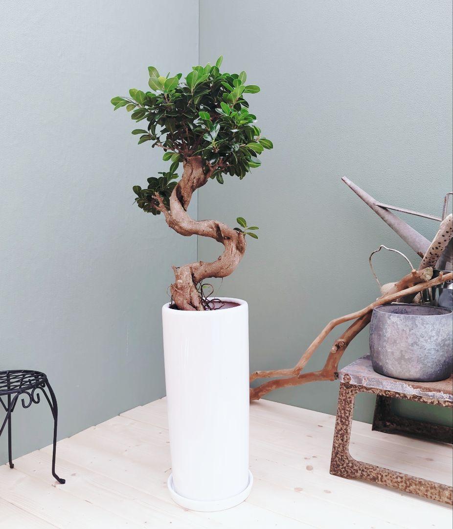 ニイサンガジュマル 【現品】昇り龍 曲がり ギフト植物 ７