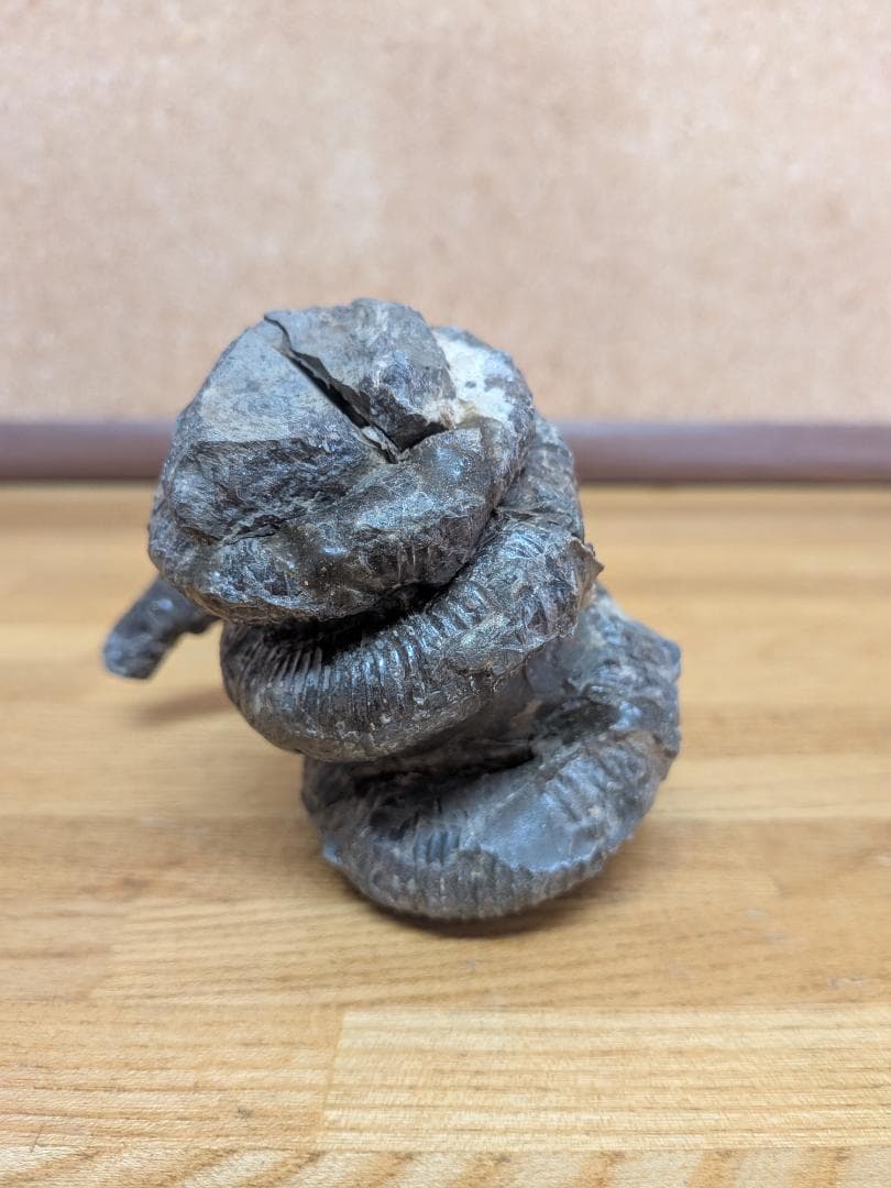 アンモナイト化石 異常巻(285)