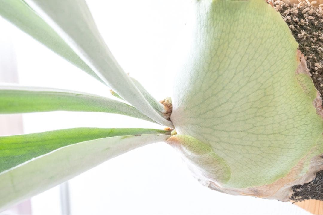 P.veitchii 親株サイズ