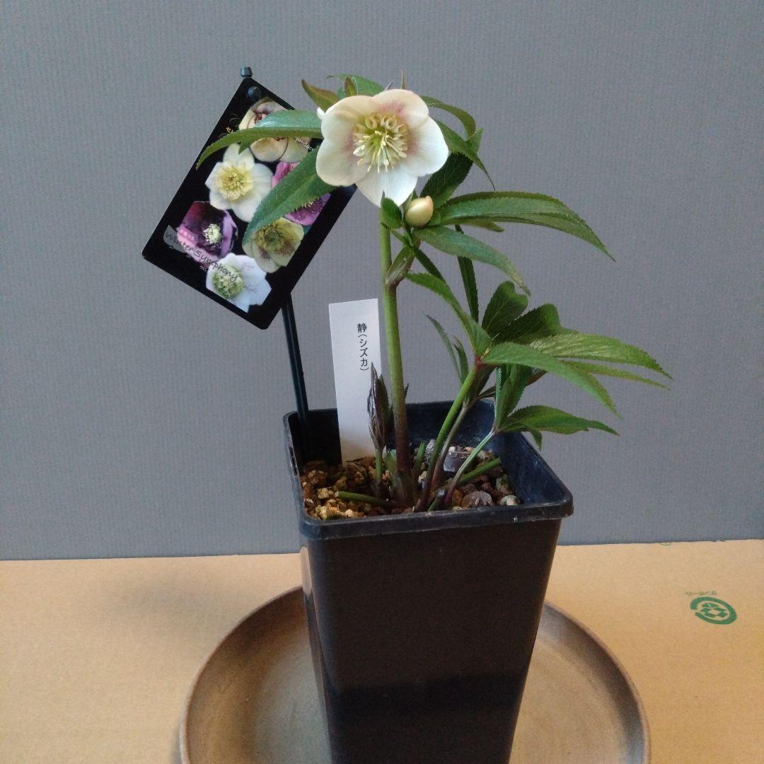 クリスマスローズ　ウィンターシンフォニー セミダブル　開花株