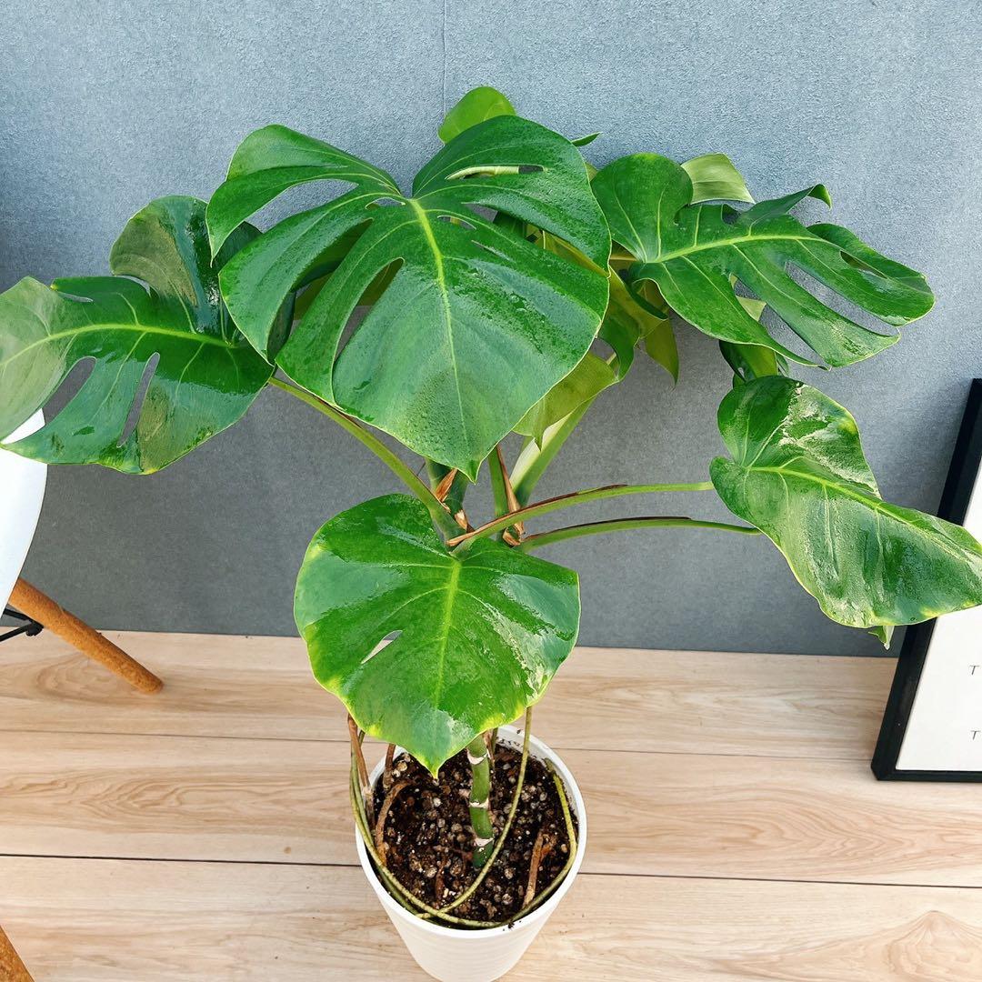 ［現品］A8 モンステラ　ボルシギアナ　幹上がり　8号　観葉植物　室内　大型