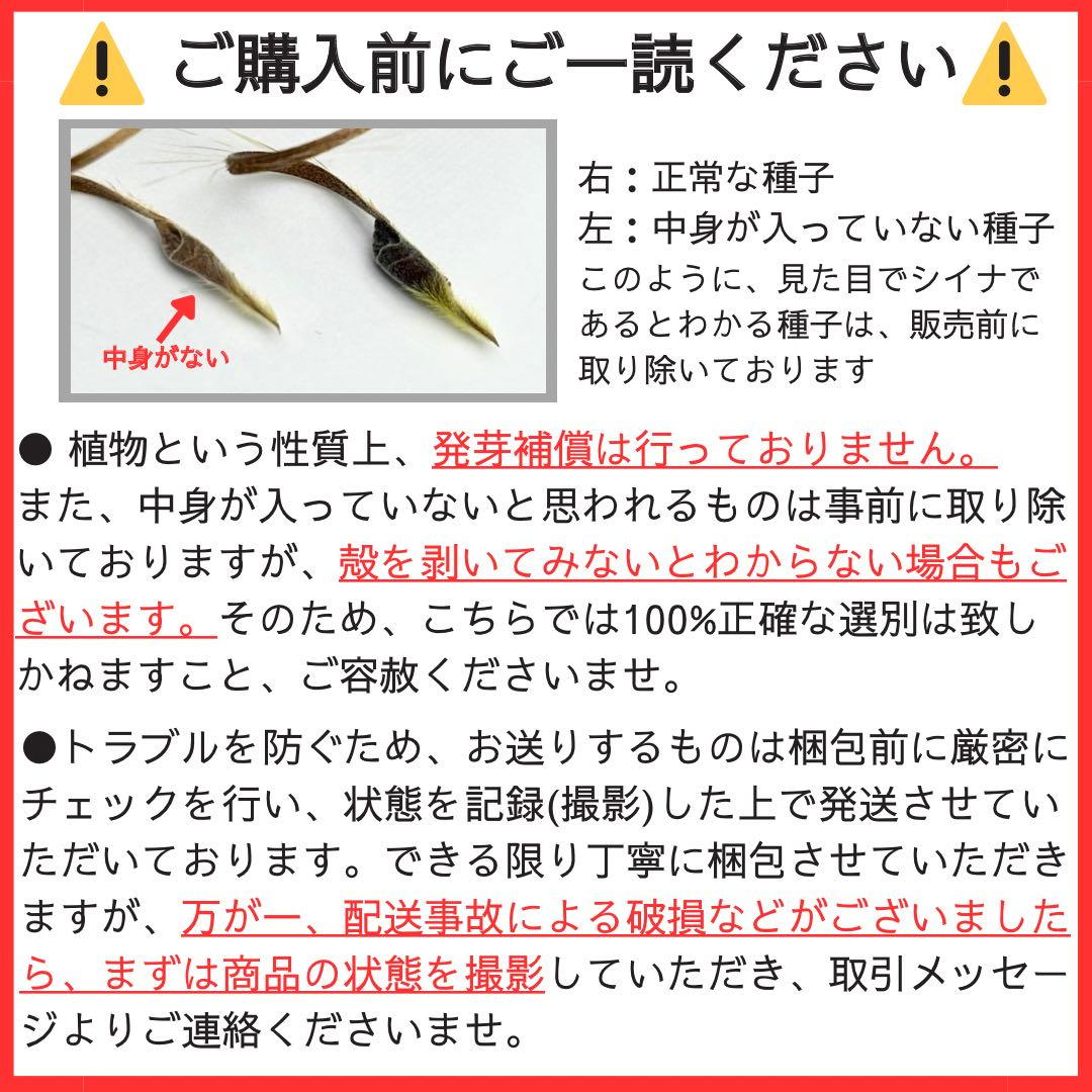 サルコカウロン ペニクリナム 自家採取種子 5粒 掛け合わせ4通り