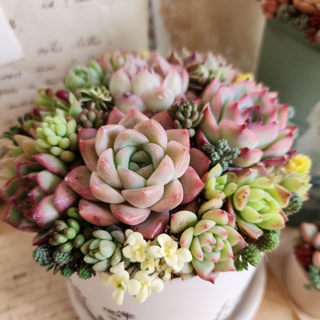 多肉植物寄せ植え　そのまま飾れる　3つセット♡