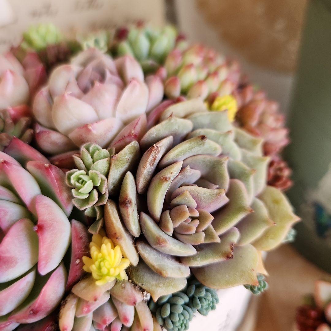 多肉植物寄せ植え　そのまま飾れる　3つセット♡