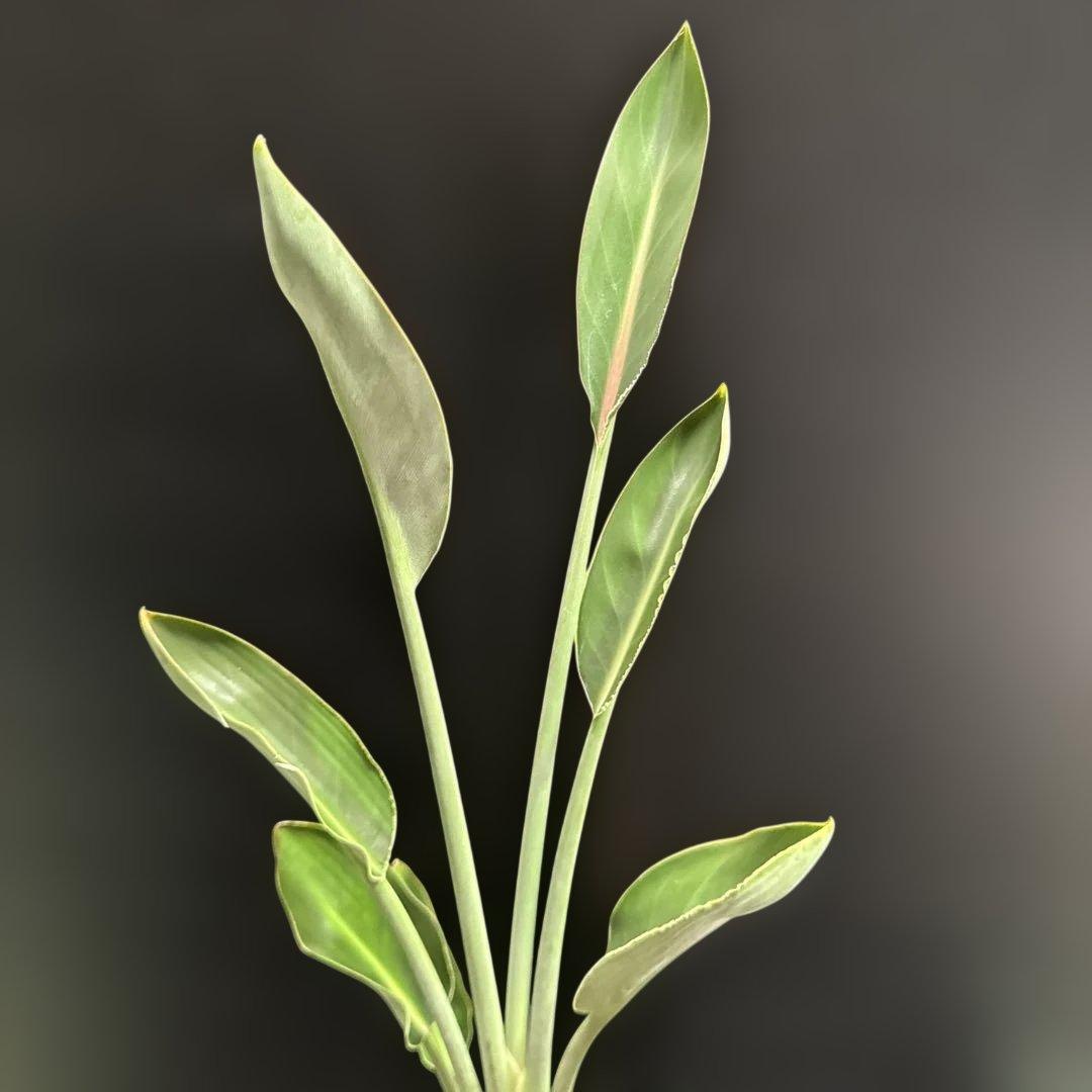 希少》ストレリチア ユンケア ノンリーフ 観葉植物 781