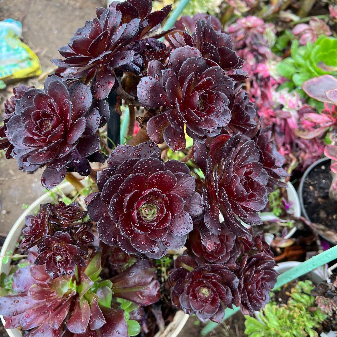 多肉植物。黒の美人法師錦抜き苗