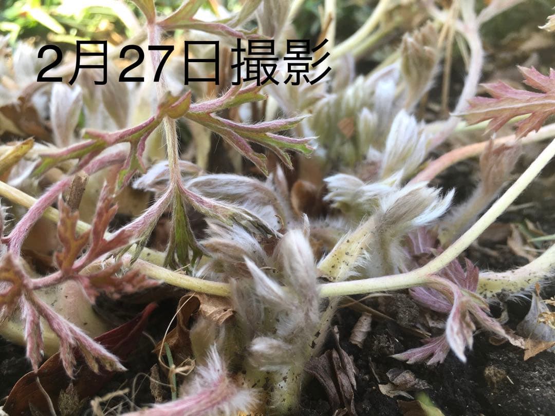 花芽10以上の大株 ニホンオキナグサ　100サイズいっぱい！日本翁草