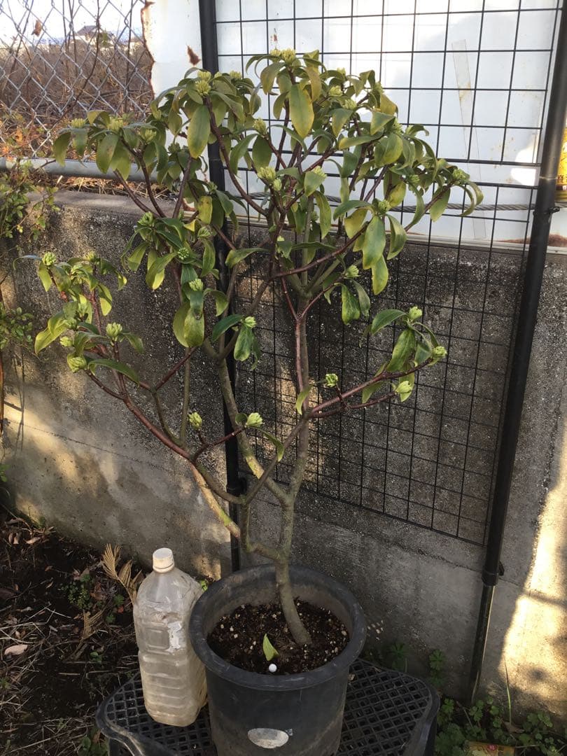 沈丁花　白８０センチ