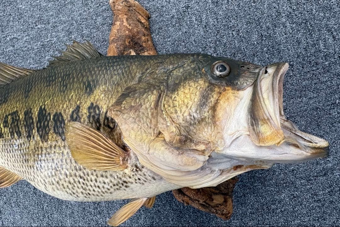 ブラックバス　68cm 剥製