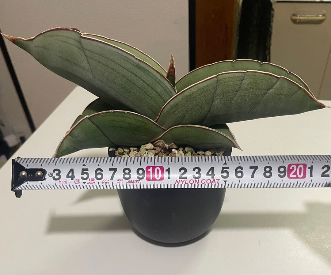 サンスベリア　バナナ　22cm maceta鉢付き