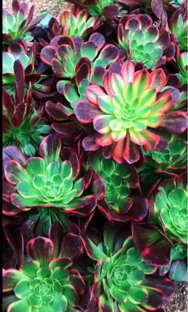 多肉植物アエオニウム錦❤️ハロウィン黄錦❤️