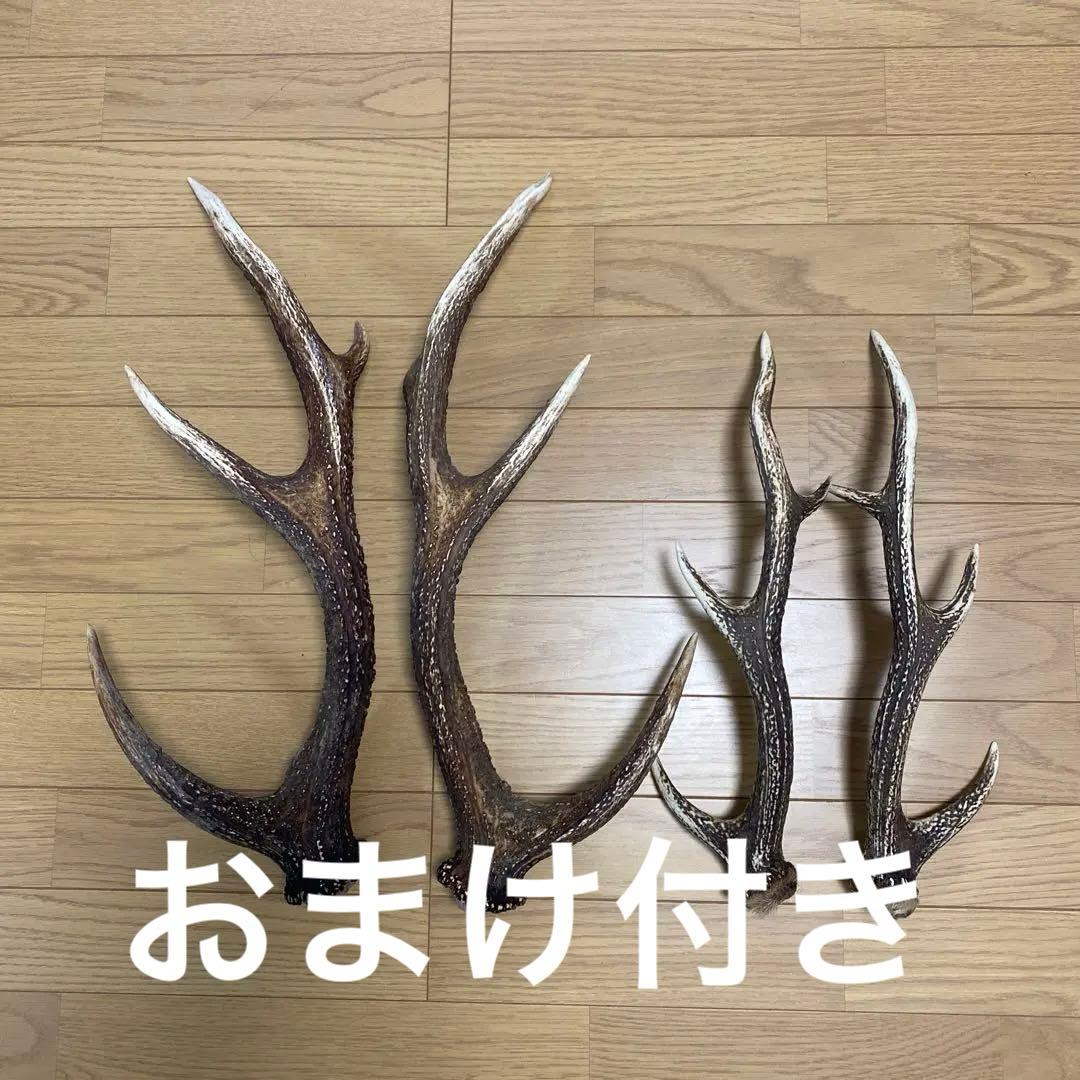 鹿の角　対2組