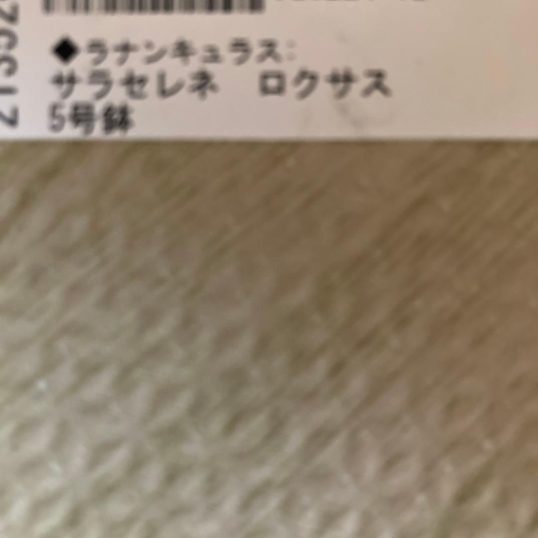 ラナンキュラス　ランドセルシリーズ　サラセレネ　ロクサス