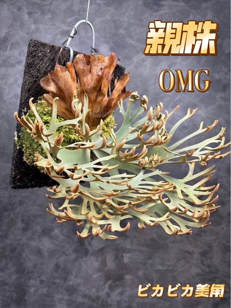極大サイズ　ビカクシダP.willinckii OMG spore