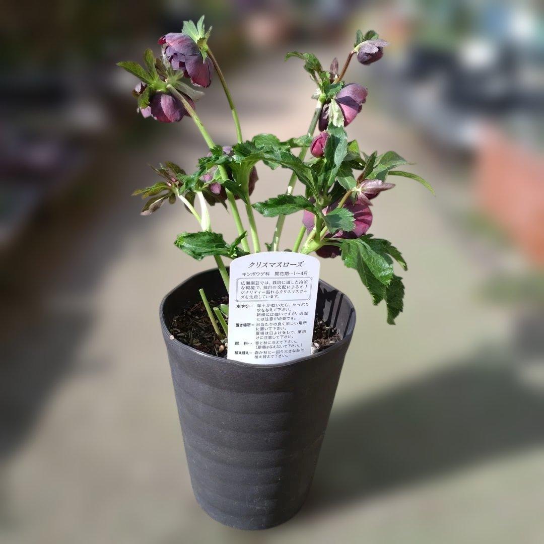 広瀬園芸✨ダークパープル底白✨やや多弁✨花型コロン✨ソレイユ花粉くっつけました