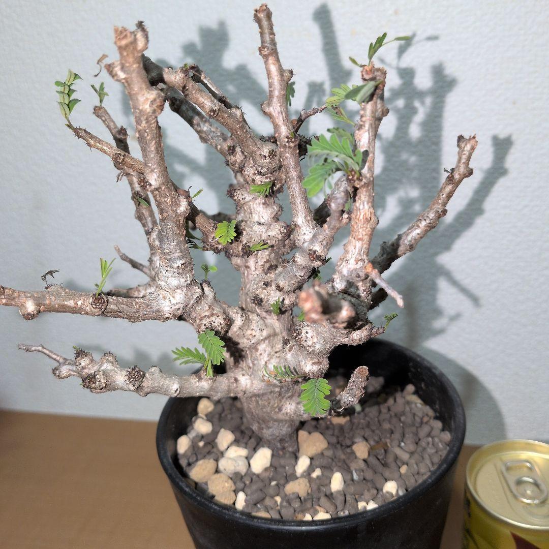センナ　メリディオナリス　実生株 （鉢付き)