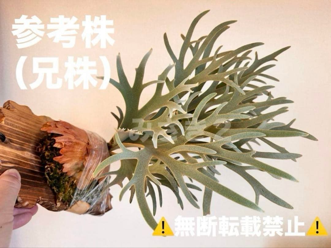ユ*カ様 ◆訳あり◆ P.Willinckii ‘OMG’ spore（O-01