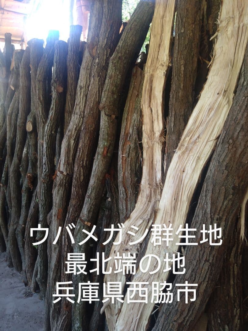 my 細丸１３キロ
